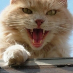 Аватара пользователя