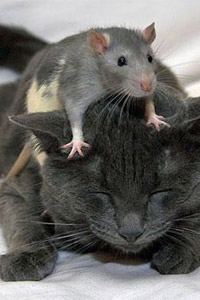 26_rat_and_cat.jpg